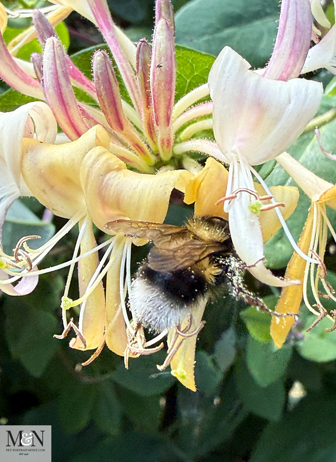 Bumble bee on a honeysuckle. 