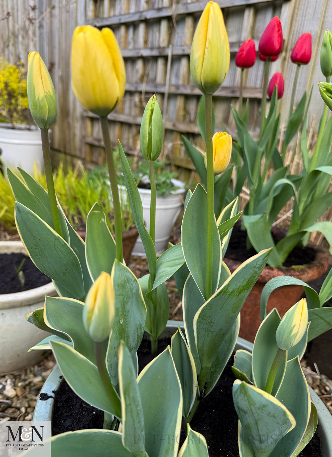 Yellow Tulips with variegated leaves. 