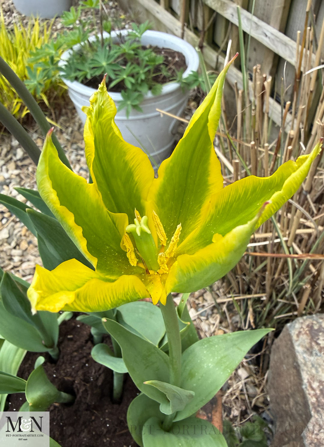 Unusual yellow and green Tulip.