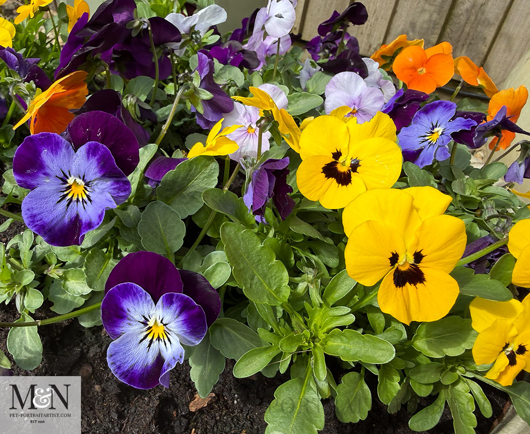 The summer garden and a splash of colour with my violas