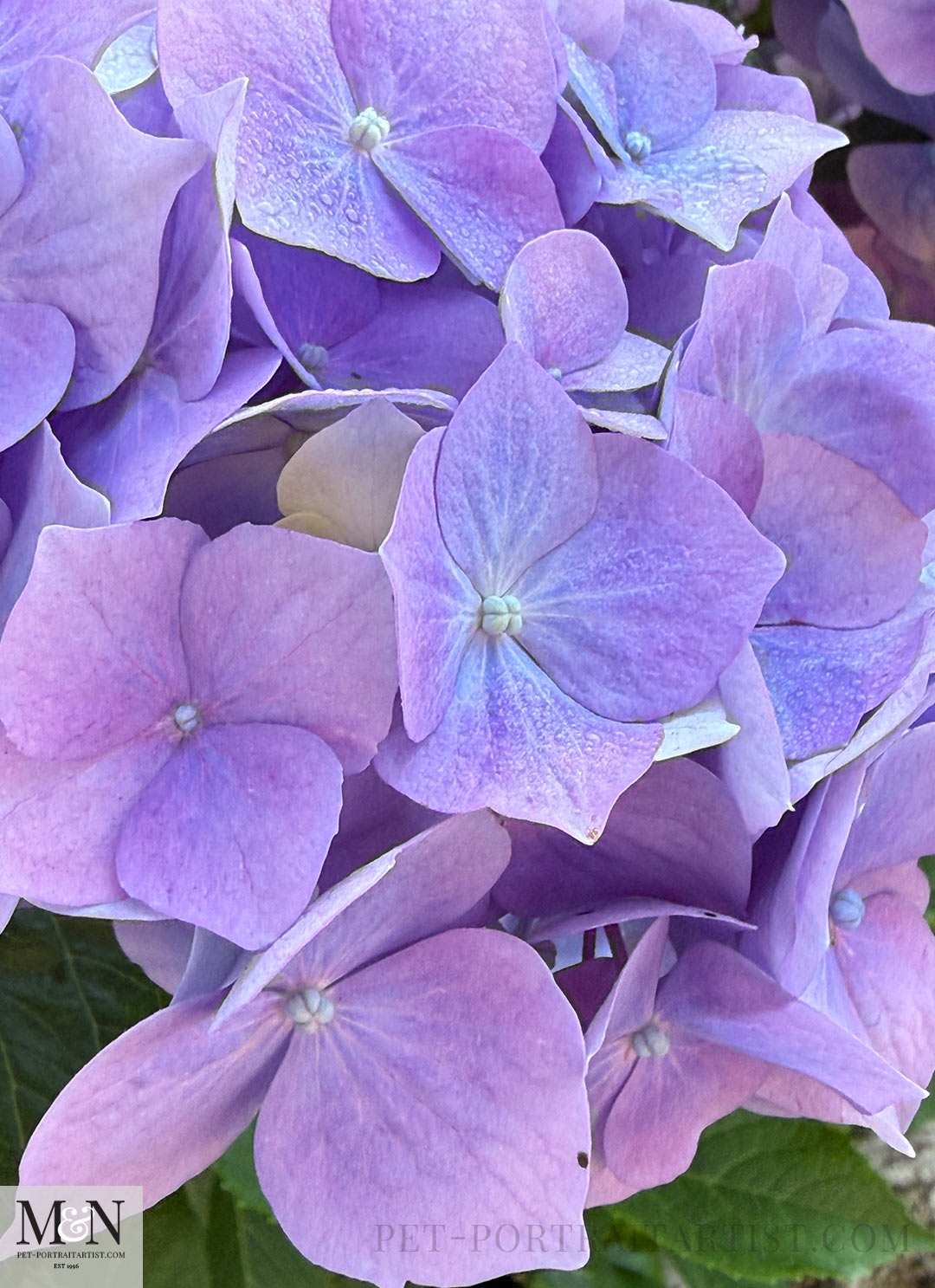 Purple / blue Hydrangea in the garden by the studio. 