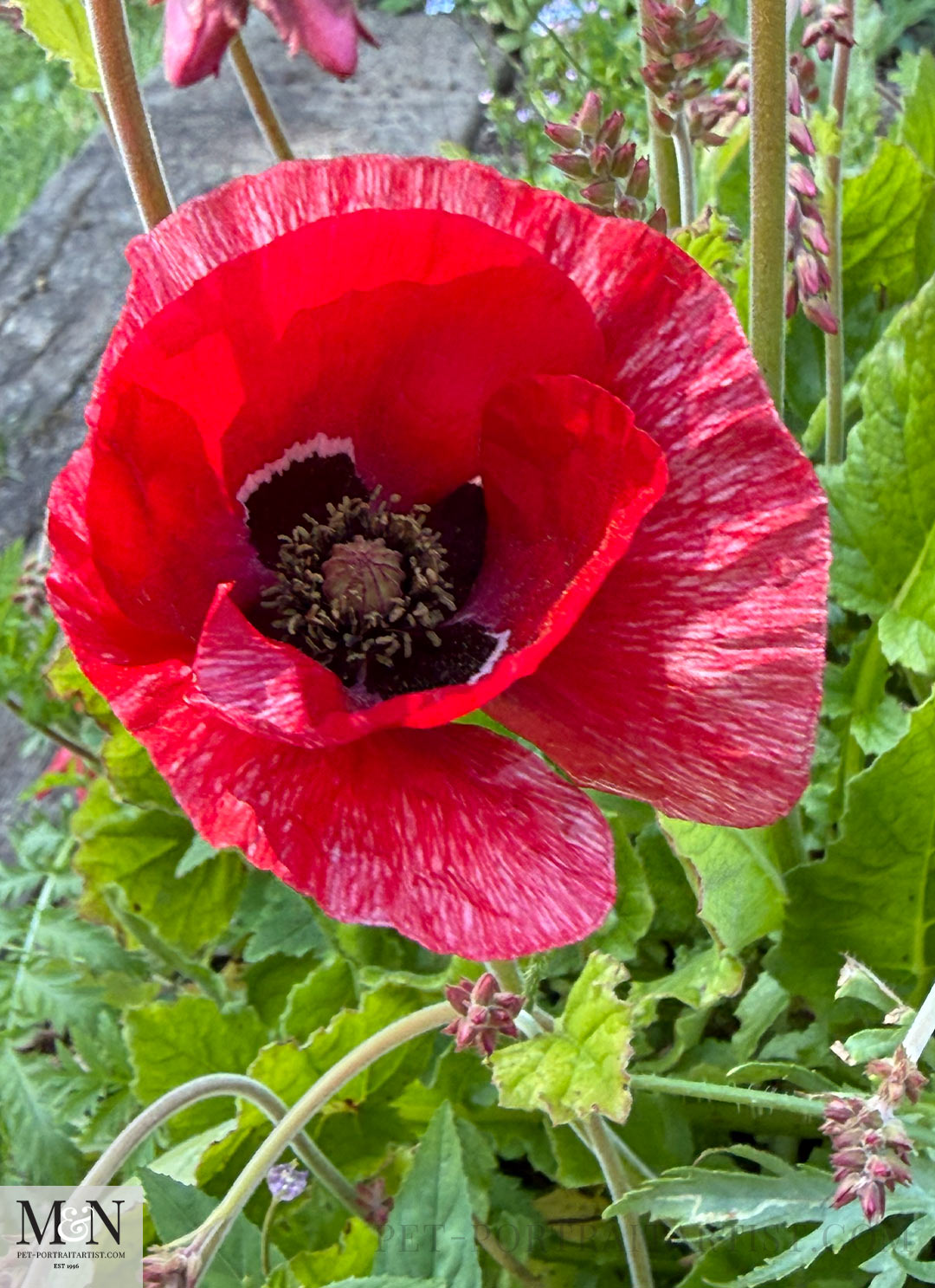 Red Poppy