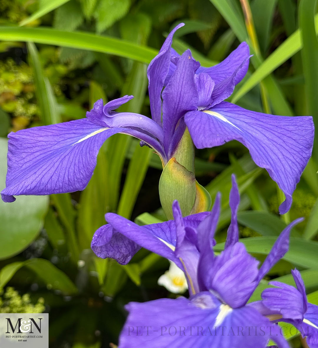 Purple Iris in the pond