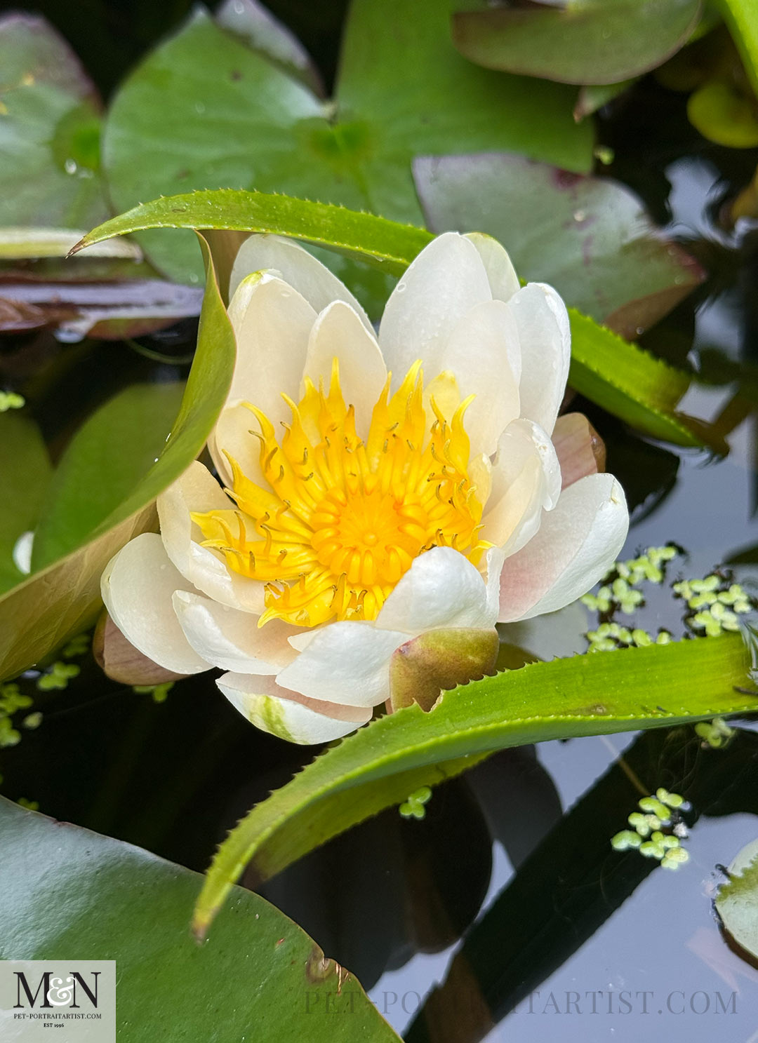 Lily in our lily pond