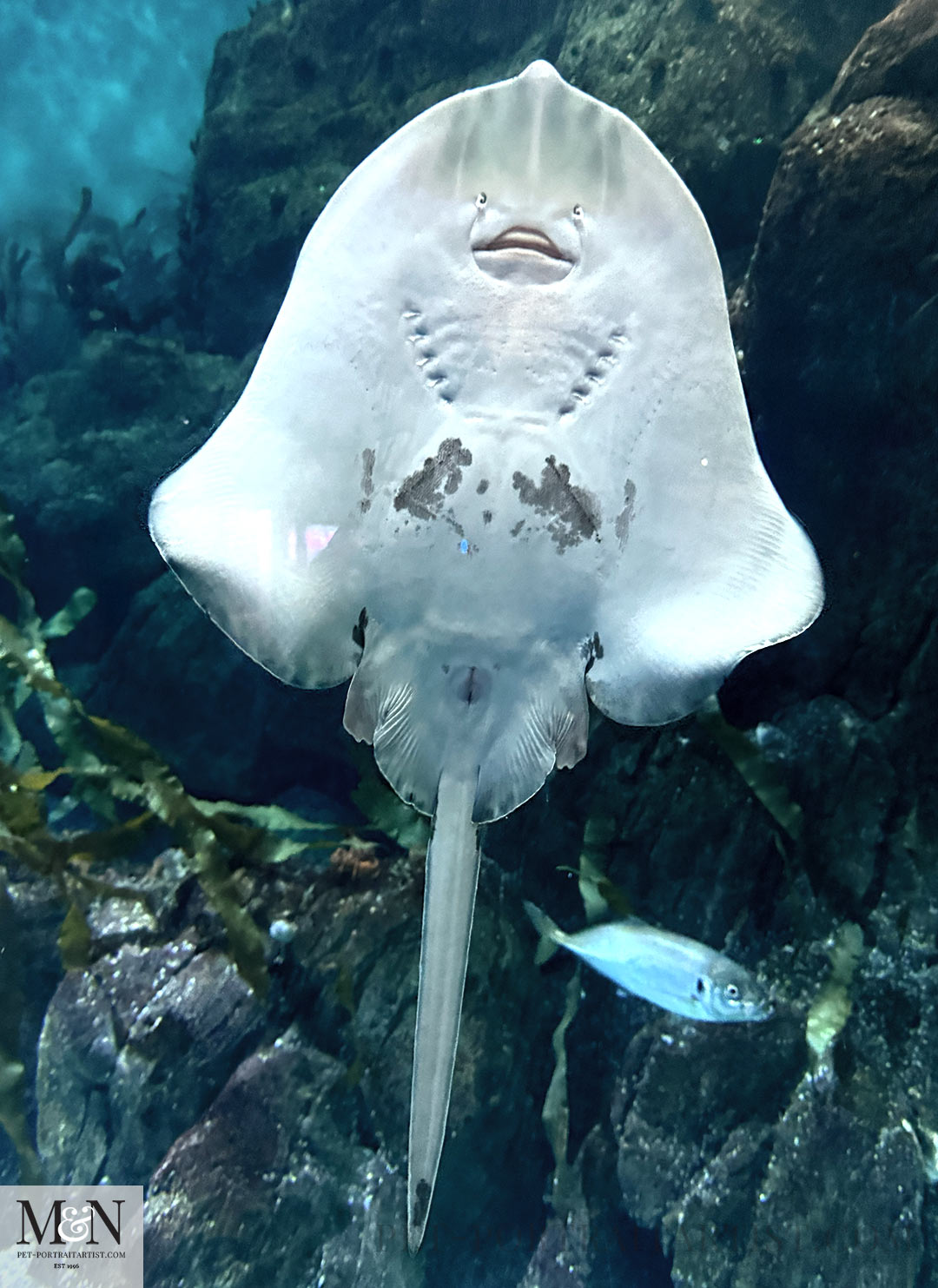 Rays in the aquarium. Royal William Yard Holiday