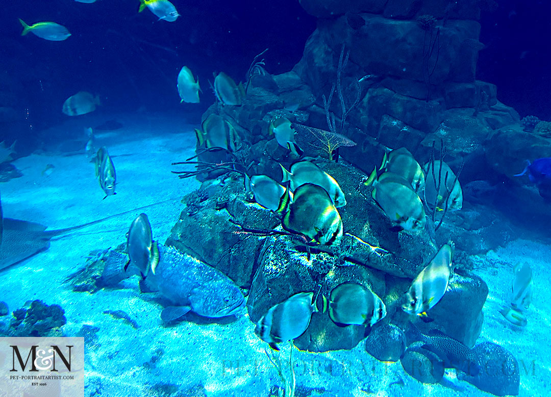 Swimming shoal of Batfish in the Plymouth aquarium
