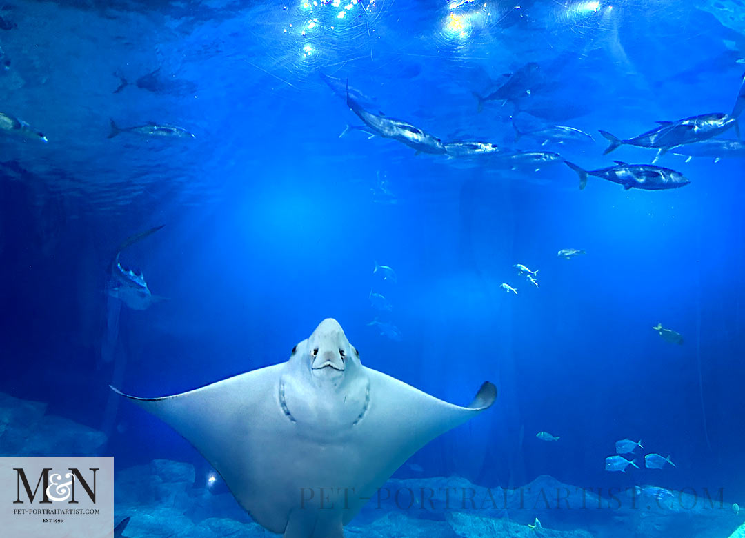 Ray in the National Marine Aquarium