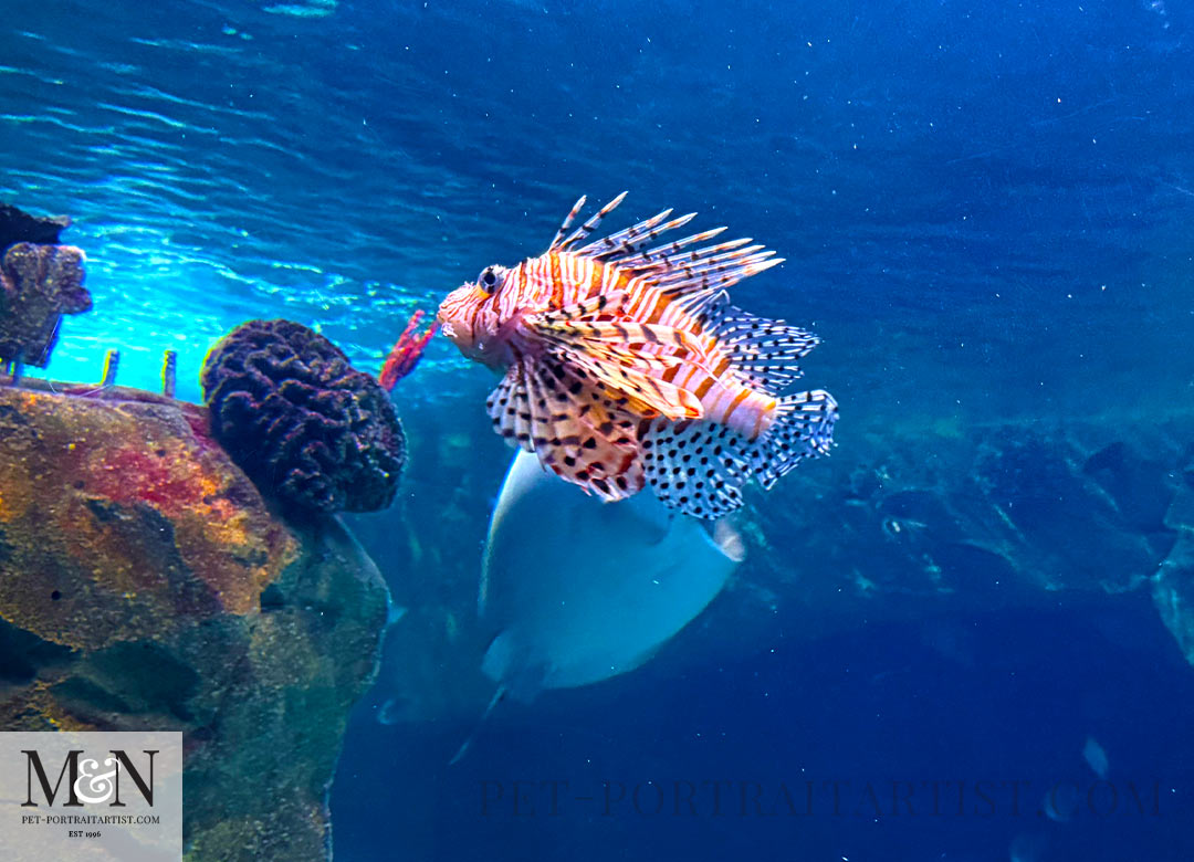 Lionfish in the marine aquarium in Plymouth