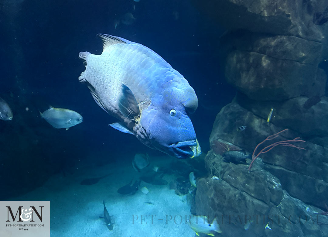The Royal National Marine Aquarium
